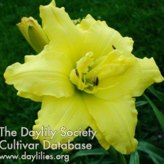 Double My Sunshine  - Gossard-D., 2012